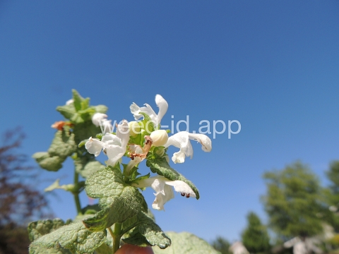 deadnettle, spotted